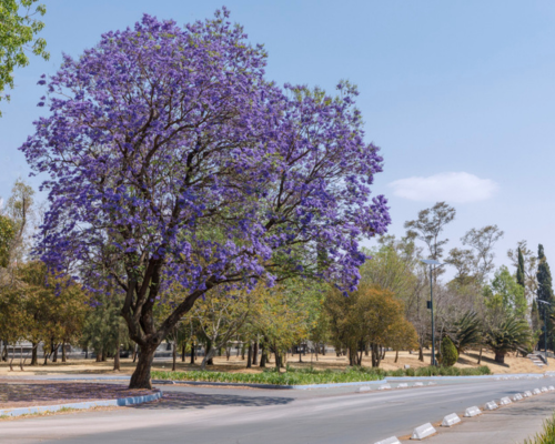 garima povilion amenities seasonal flowering tree avenue